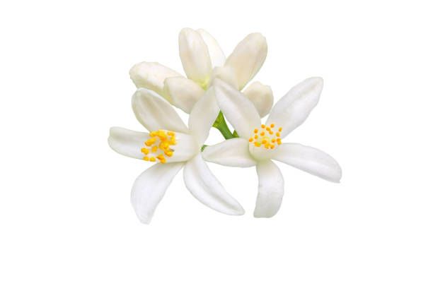 Flor de azahar