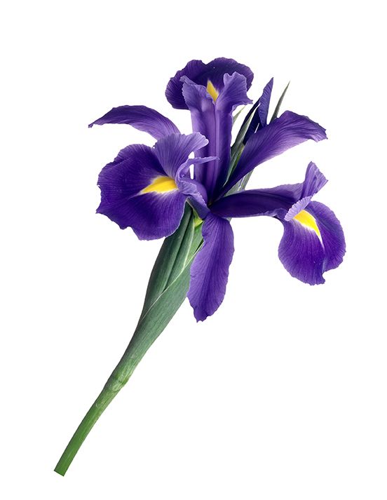 Iris
