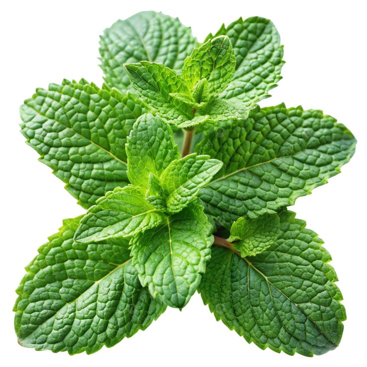 Menta