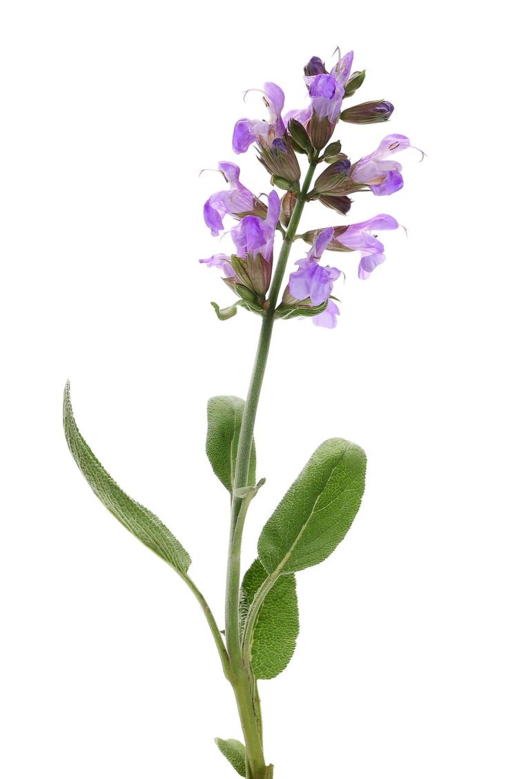 Esclarea