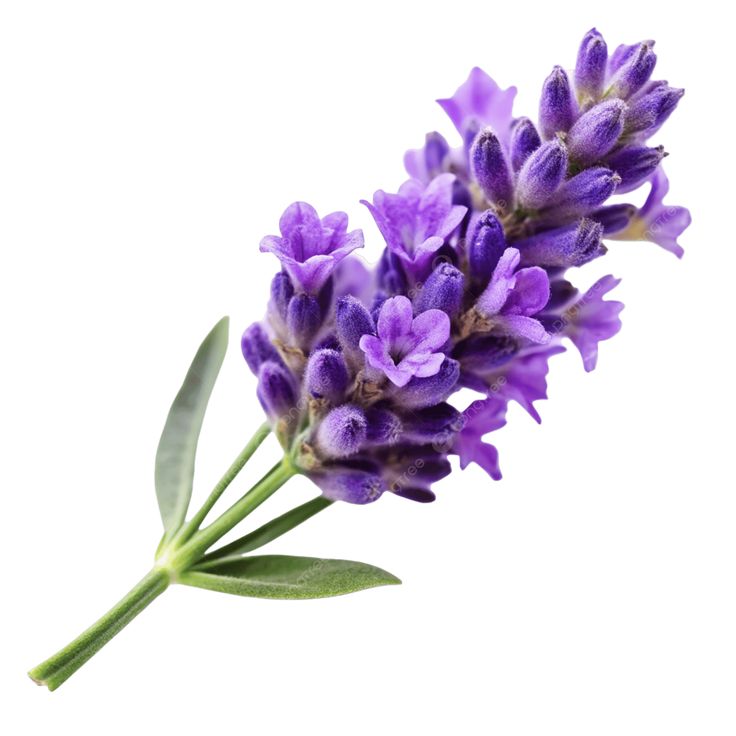 Lavanda