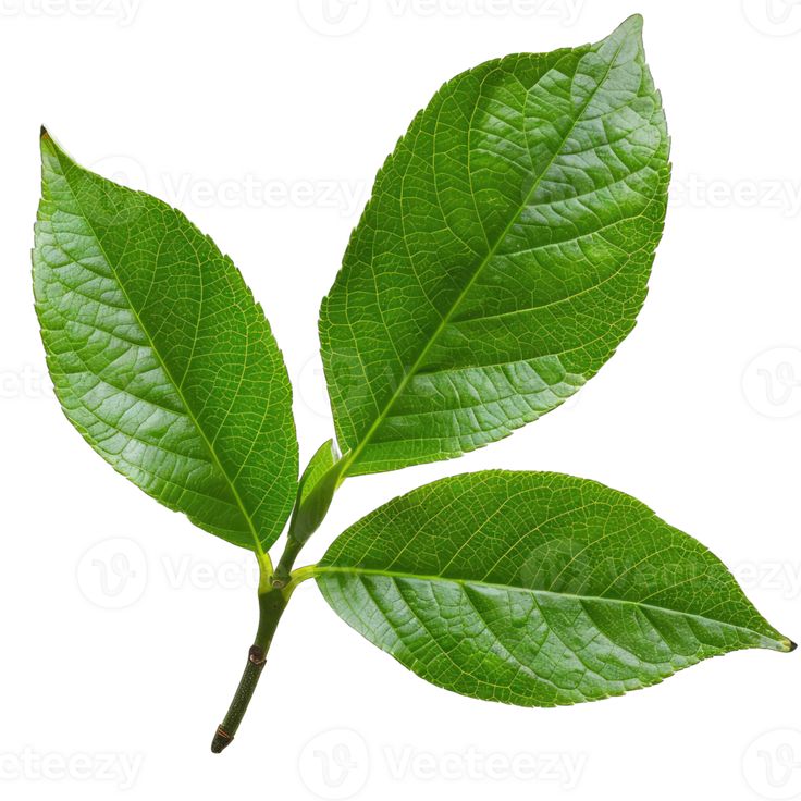 Hojas verdes