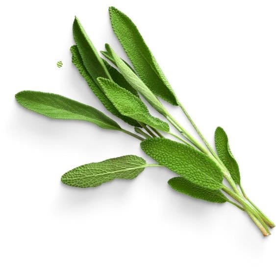 Salvia